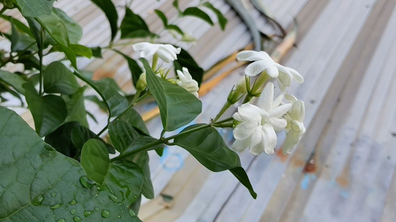 flowers
