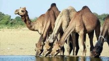 قصة وقصيدة الشيخ صفوك الجربا ابو خوذه وخلف ابن دعيجا