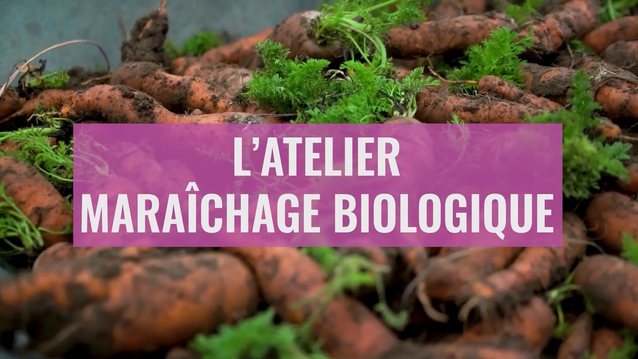 Maraîchage biologique à Brest