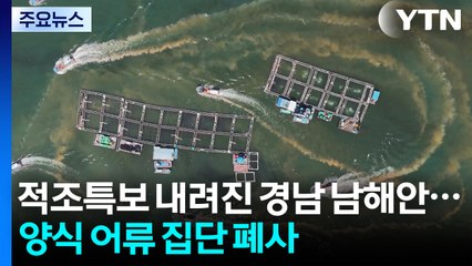 적조특보 내려진 경남 남해안...양식 어류 집단 폐사 / YTN