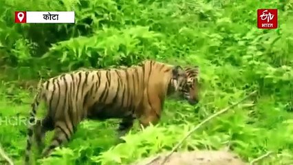 बाघों की मौतों से सावचेत : एमपी-महाराष्ट्र से बाघिन लाने के पहले मुकुंदरा में करवा रहे डिजीज सर्विलांस सर्वे