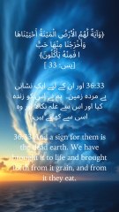 ✨ From dead land to living harvest — Allah reminds us of His endless mercy. 🌾#DivineSigns #QuranicWisdom #Mercy #SignsForReflection