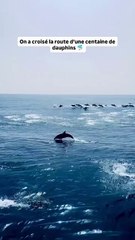 Des centaines de dauphins ont offert un véritable ballet marin au large de Tarifa
