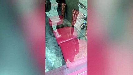 Giant rat breaks into Pepe's Piri Piri restaurant by climbing through letterbox