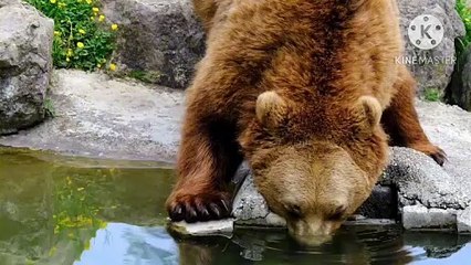 Os animais mais fofos do mundo N•282