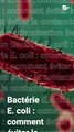 Bactérie E. coli : comment éviter la contamination ?