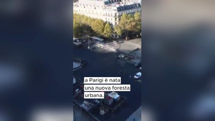 Una piazza di cemento trasformata in una foresta urbana