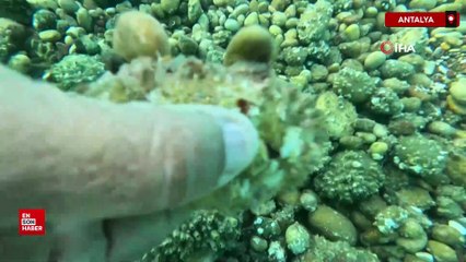 Antalya Körfezi’nde deniz kirliliği ve ekosistem bozulması alarm veriyor