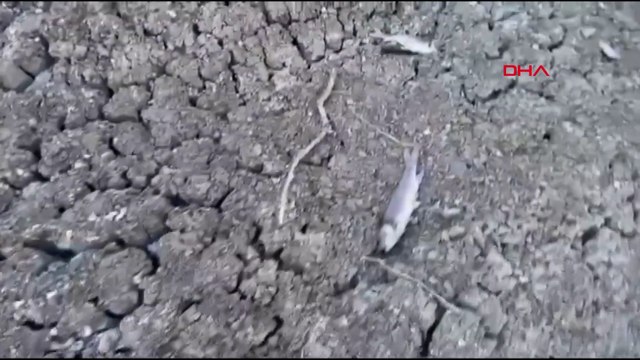Çanakkale'de kısmen kuruyan çayda toplu balık ölümleri sürüyor