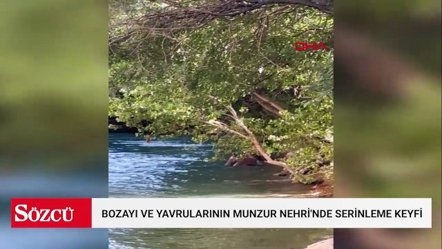 Bozayı ve yavrularının Munzur Nehri'nde serinleme keyfi