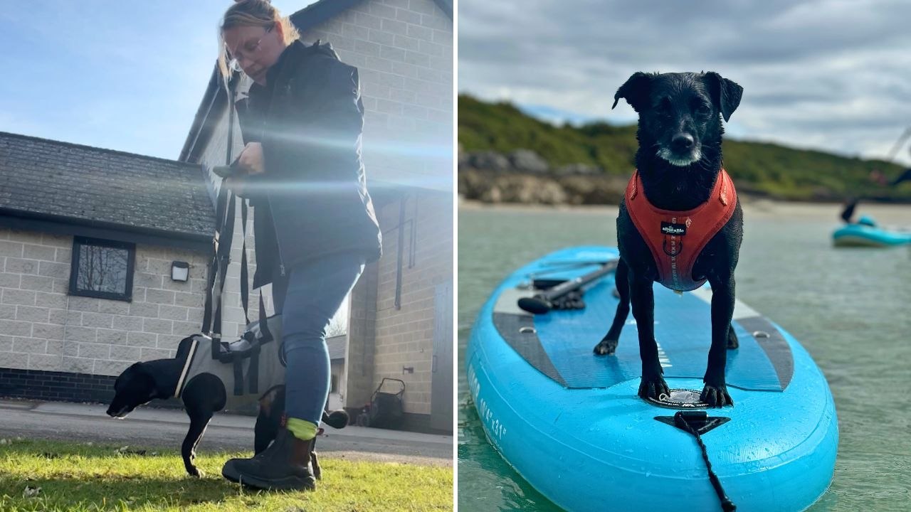 Owner Carries Dog Suffering From Paralysis For Three Months To Help Her Walk Again | Happily TV