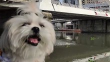 🔴 HOLIDAY WALK AT PASIG RIVER ESPLANADE #shihtzu