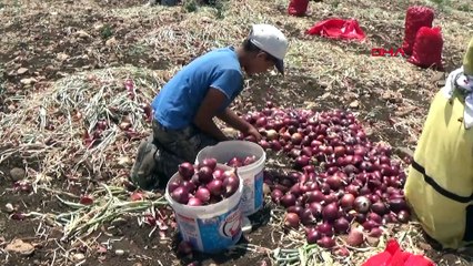 Hasadı yapılan soğan tarlada 3 TL, tezgahlarda 12 ila 15 TL’ye satılıyor