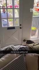 Who doesn’t love new mail? (Credit: James Gough) #funnycatsvideo #mailman #catsarepeopletoo