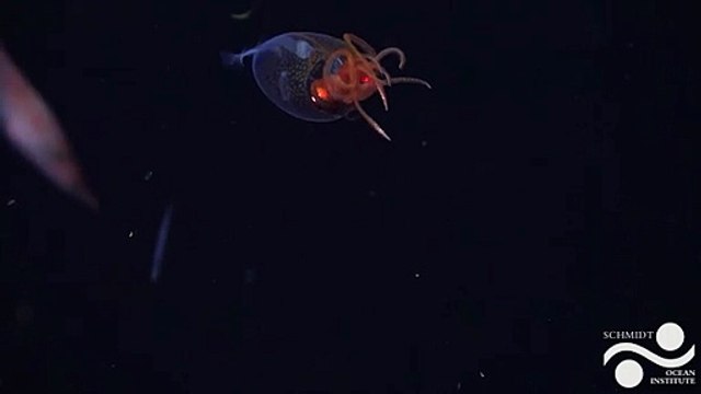 Meraviglia oceanica: il primo video del calamaro colossale nel suo habitat naturale