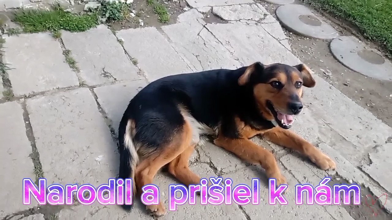 Rex (KALI) - Budem tu (1)