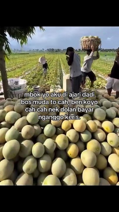 Melimpah panennya