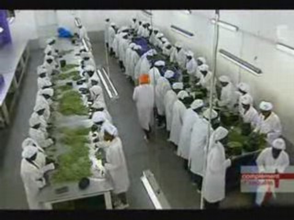 Les haricots du kenya