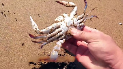 A Crab with So Many Eggs! I Couldn’t Believe My Eyes