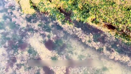 Easy Dive, Quick Catch But This Fish Is from a Horror Film