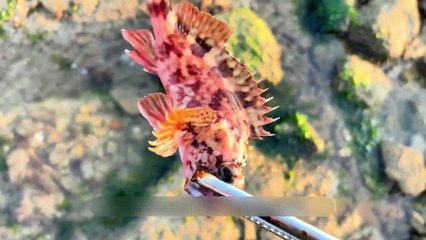 Crab, Octopus, Puffer Fish… What Else Is Hiding Out Here