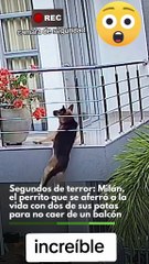 VIDEO: ¡Casi no la cuenta! Perrito casi cae de un balcón se sujetó con sus ‘patitas’