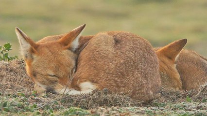 Le secret du Loup d’Éthiopie Bande-annonce VF