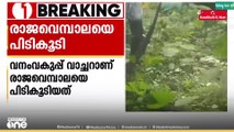 14 അടിയിലധികം നീളം; കോതമംഗലം കോട്ടപ്പടിയിൽ സ്വകാര്യ പുരയിടത്തിൽ നിന്ന് രാജവെമ്പാലയെ പിടികൂടി