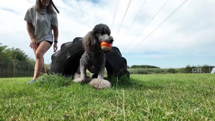 Dogs living best life at new play park with agility and sand pit