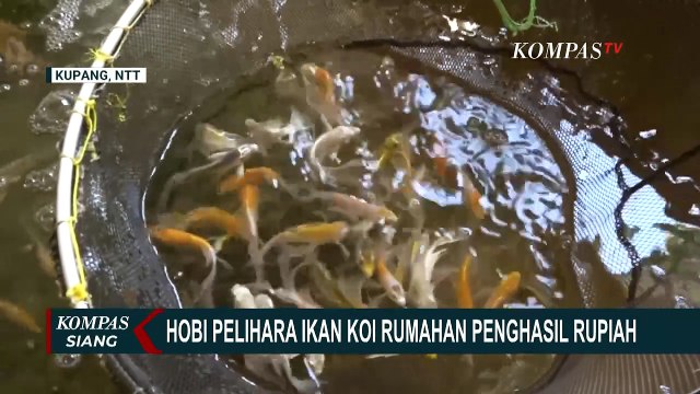 Warga Kupang Sukses Raup Puluhan Juta dari Bisnis Ikan Koi dan Kolam Portable