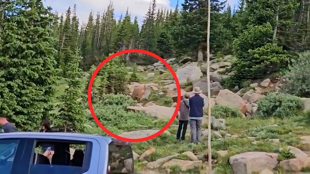 Unos turistas cometen imprudencias cerca de animales salvajes y los expertos lanzan un recordatorio clave