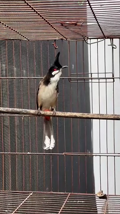 Beautiful bird singing