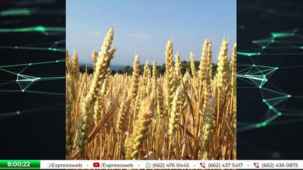 Crisis del trigo en Sonora: ¿diversificación o dependencia alimentaria? 🌾🇲🇽 | Alberto Vizcarra