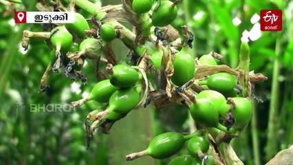 അധിക തീരുവയില്‍ വ്യക്തതയില്ല; കയറ്റുമതി താല്‍ക്കാലികമായി നിര്‍ത്തി സുഗന്ധ വ്യഞ്ജന മേഖല