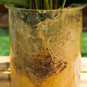 Plantez plus intelligemment, pas plus difficilement !