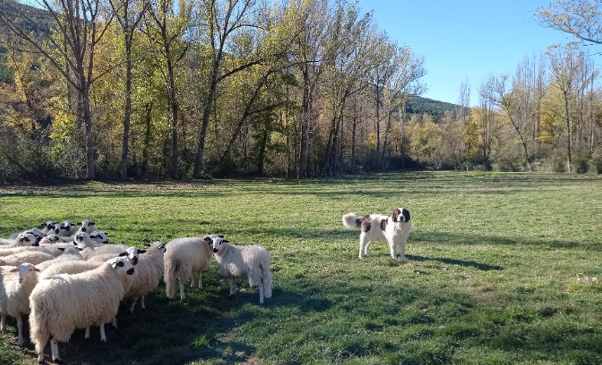 Lo de los hombres en el campo y las mujeres en casa es un mito: es hora de recuperar la memoria de miles de pastoras