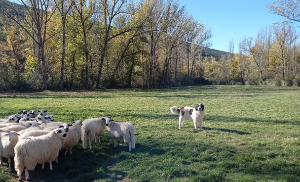 Lo de los hombres en el campo y las mujeres en casa es un mito: es hora de recuperar la memoria de miles de pastoras