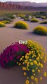 Did You Know? There Are Deserts That Can Bloom