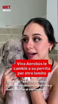 Lo que sería un viaje normal terminó en confusión: una pasajera de Viva Aerobús recibió a un perrito que no era suyo al aterrizar en Mérida