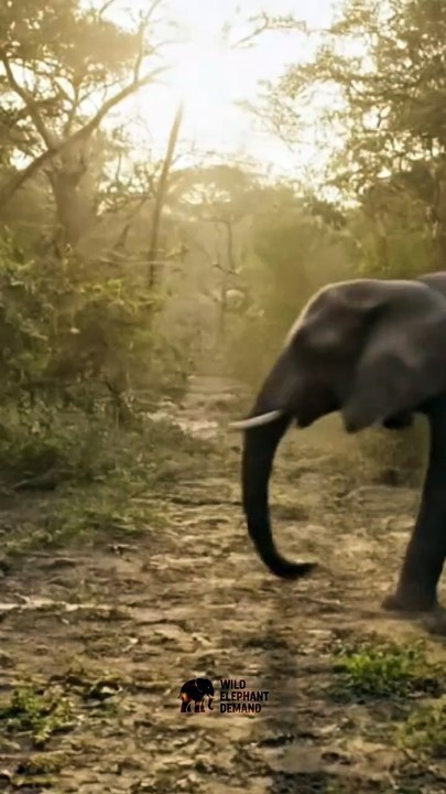This Is Why Elephants Fear Nothing! 🐘💥 2#P2