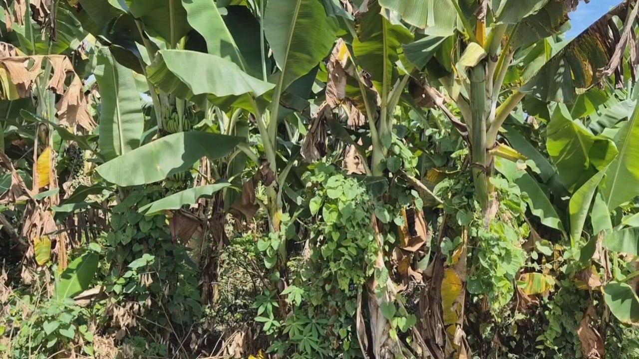 Reactivación de Chiquita Panamá abre nuevas esperanzas en Bocas del Toro