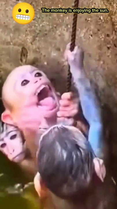 Monkey enjoying the sun 🐒| monkey video | animal video