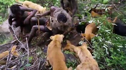 Hunt_to_Survive___Hadza_Tribe__Unchanged_for_50,000_years_(360p)