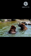 Os animais mais fofos do mundo N•285