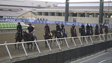 Delmar Handicap Analysis: Horse Profiles & Predictions