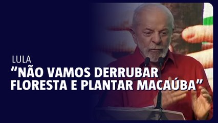 Lula: “Nós não vamos derrubar floresta para plantar macaúba”