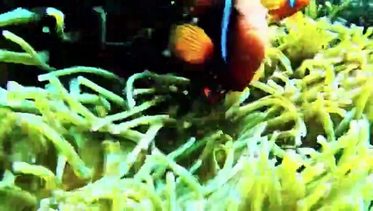 Giant Mysterious Sea Creatures You Won't Believe Exist Giant waves and ships at the North Sea #northsea #ship #waves Most Awesome Underwater and Ocean Scenes of Godzilla by Dazzling Divine