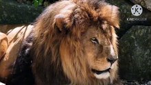 Os animais mais fofos do mundo N•287