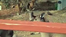 Kangaroo diaries only in Australia 🇦🇺
