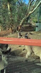 Kangaroo diaries only in Australia 🇦🇺
